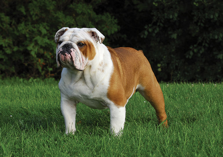 English Bulldog 