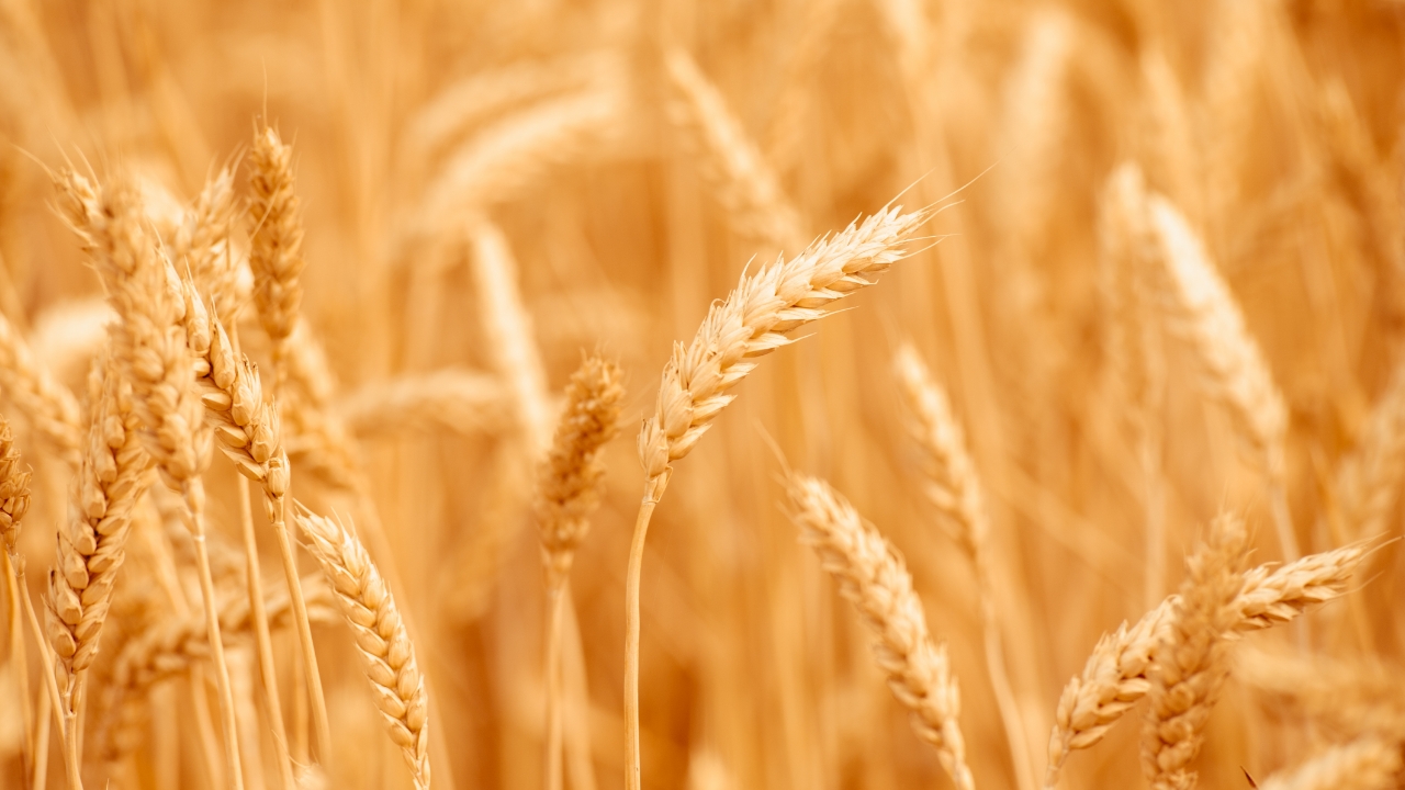 Il grano arretra dai massimi dopo l'apertura diplomatica sul Mar Nero, ma l'export ucraino resta ai minimi