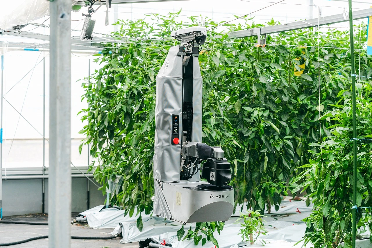 Il robot che raccoglie i peperoni realizzato da Agrist