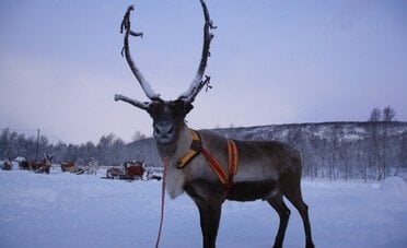 Offerte di lavoro in Lapponia per Natale 2026, cercano assistenti e autisti. Alloggio e viaggio pagati