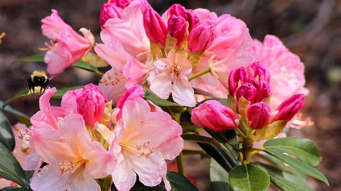 Azalea AIRC: quanto costa, tempi consegna, come comprare online