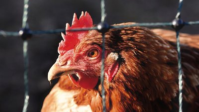 Salmonella nei polli, stop alle vendite: gravi conseguenze per allevatori e supermercati