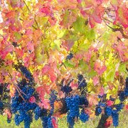 Basilicata Coast to Coast nel calice. I vitigni autoctoni lucani da conoscere