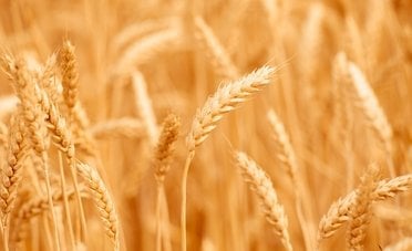 Il grano arretra dai massimi dopo l'apertura diplomatica sul Mar Nero, ma l'export ucraino resta ai minimi