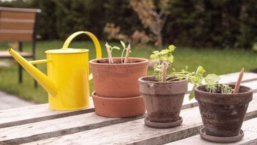 Arrivano le matite piantabili, come funzionano e dove trovarle