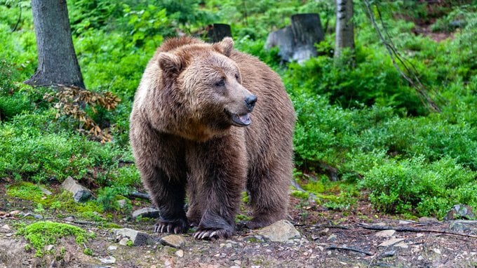 Quanti sono gli orsi in Italia e dove trovarli