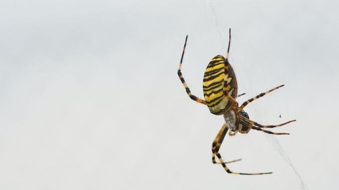 Australia, migliaia di ragni invadono le case: ecco il motivo