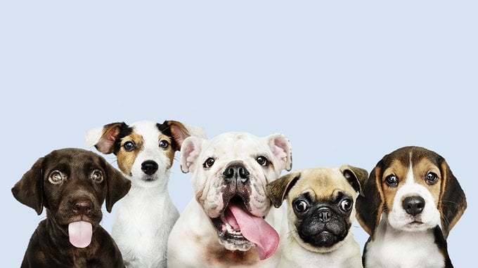 Cosa dice la legge sugli animali domestici? I diritti di cani, gatti & Co
