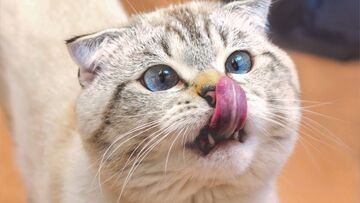 Dare da mangiare ai gatti randagi è legale? Ecco quando è reato