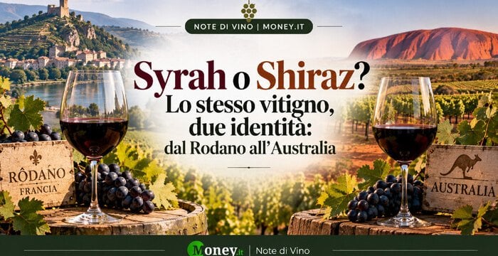 Syrah o Shiraz? Lo stesso vitigno, due identità: dal Rodano all'Australia