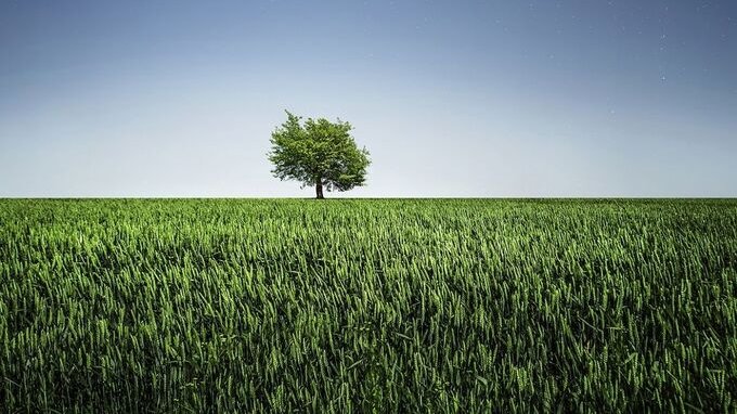 Quando il vicino ha l'obbligo di tagliare un albero?
