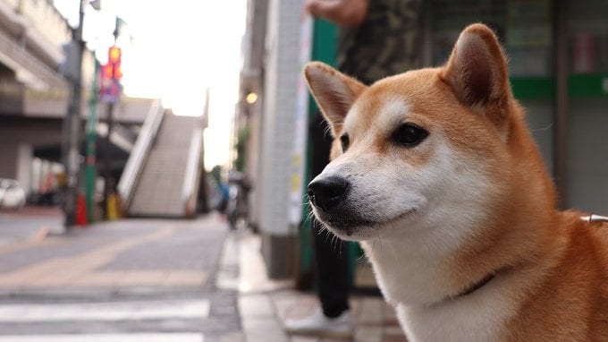 Casa in affitto, il proprietario di casa può vietare di tenere animali?