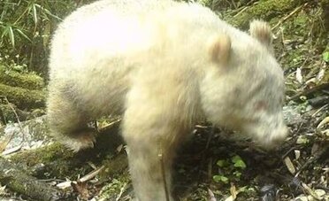 Questo panda bianco è la cosa più bella che vedrai oggi