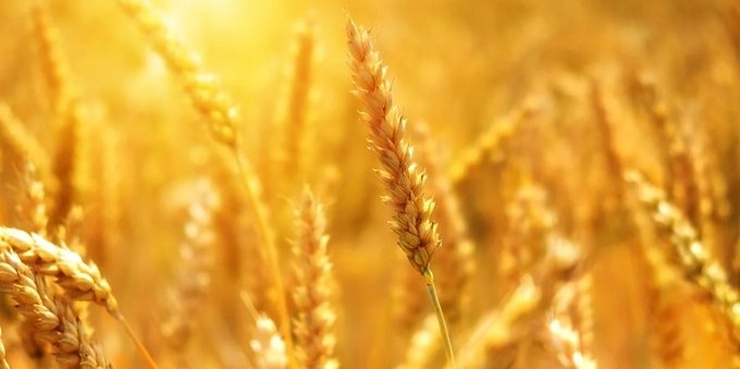 La guerra mondiale del grano, il conflitto in Ucraina diventa alimentare: cosa può succedere