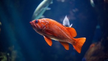 Acquario, quanto costa: differenze tra acqua dolce e salata