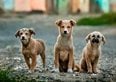 Vietato tenere cani e gatti su terrazze o balconi. Fino a 200.000 euro di multa in questo Paese