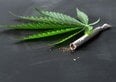 Quanto vale il business della cannabis in Italia? Quanto potrebbe guadagnare lo Stato