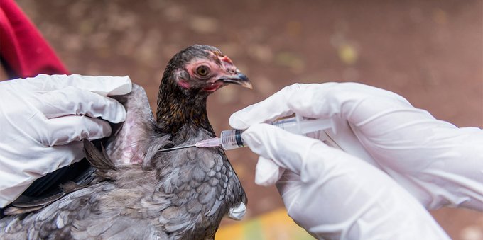 Allarme influenza aviaria a Roma: quali sono i rischi per l'uomo