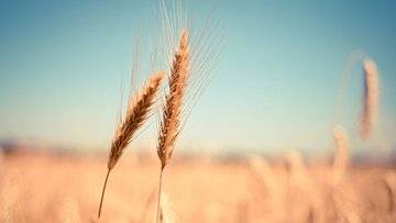 Il prezzo del grano vola dopo l'ultimo attacco di Putin in Ucraina