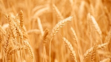 Il grano arretra dai massimi dopo l'apertura diplomatica sul Mar Nero, ma l'export ucraino resta ai minimi