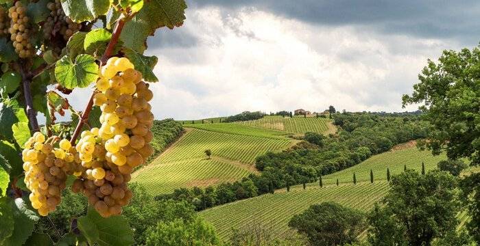Piemonte oltre il Nebbiolo. I vitigni autoctoni che raccontano un'altra storia del vino