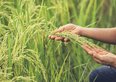 Bonus agricoltura, come ottenere maggiori importi con la disoccupazione