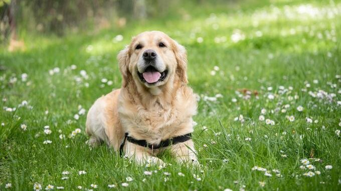 Sai cosa significa un nastro giallo sul collare dei cani?