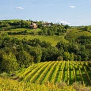 Tra flysch e magredi, i vitigni autoctoni che raccontano il Friuli Venezia Giulia