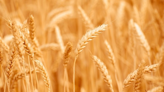 Cosa ci dicono gli ultimi dati sui raccolti del grano?