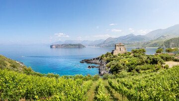 Calabria del vino: i vitigni autoctoni che raccontano la Magna Grecia