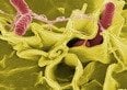 Salmonella: cos'è, cosa si rischia e dove si trova