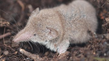 Scoperto nuovo virus, colpisce i reni e il fegato: potrebbe fare più vittime del Covid. Ecco quali sono i sintomi