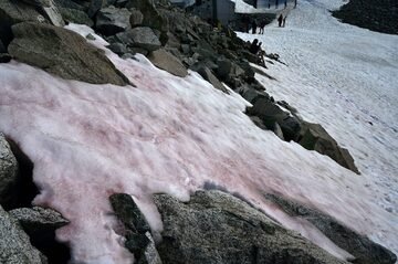 Italia, il mistero del ghiaccio rosa sulle Alpi preoccupa gli scienziati