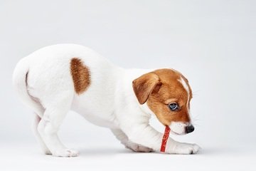 Il cibo per cani non è tutto uguale: le migliori marche secondo Altroconsumo