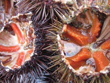 Ricci di mare, occhio a non pescarli: ecco cosa si rischia