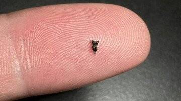 Un fossile minuscolo potrebbe riscrivere l'intera storia dell'umanità 