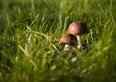 Regolamento funghi 2026, date, permesso e multe 