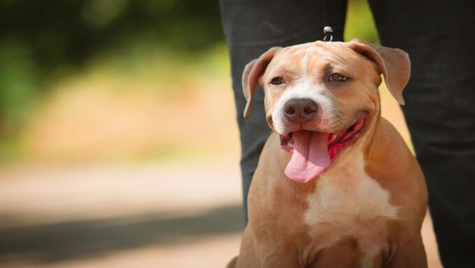 Patentino obbligatorio per Pitbull e altri cani pericolosi: ecco chi deve averlo