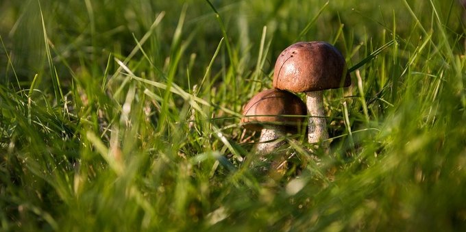 Patentino per la raccolta dei funghi o permesso, quali sono le regole? 