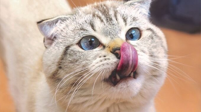 Festa del Gatto: perché è il 17 febbraio, origine e significato 
