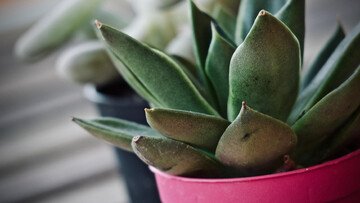 Vasi sul balcone, ecco quando sono vietati