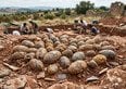 Scoperto un tesoro in Francia. 100 uova di dinosauro che valgono oltre €2.000.000
