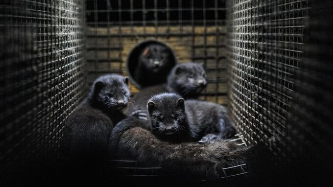 Torna l'influenza aviaria, focolaio in un allevamento: possibile il salto di specie?
