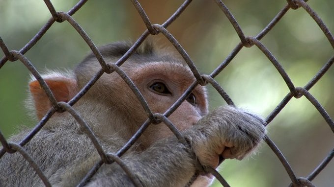 5 animali domestici che non dovremmo mai avere secondo questo veterinario