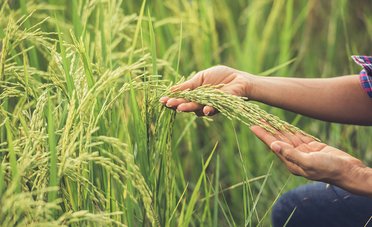 Siccità in Italia, il riso è a rischio. Perché la mancanza d'acqua può far aumentare il prezzo