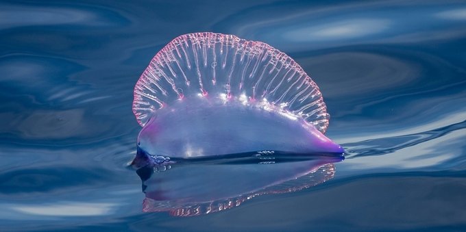 Caravella portoghese, la medusa killer è in Italia: grave una donna, ecco a cosa fare attenzione