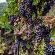 Abruzzo autentico: i vitigni autoctoni tra montagna e mare