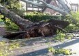Riceve una multa per aver tagliato gli alberi che ostruivano la vista sul mare da casa sua	