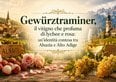 Gewürztraminer, il vitigno che profuma di lychee e rosa: un'identità contesa tra Alsazia e Alto Adige