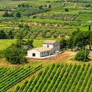 Vino del Lazio: perché la biodiversità non basta? Svelati i due binari che ci dividono dai rivali stranieri (e non solo)